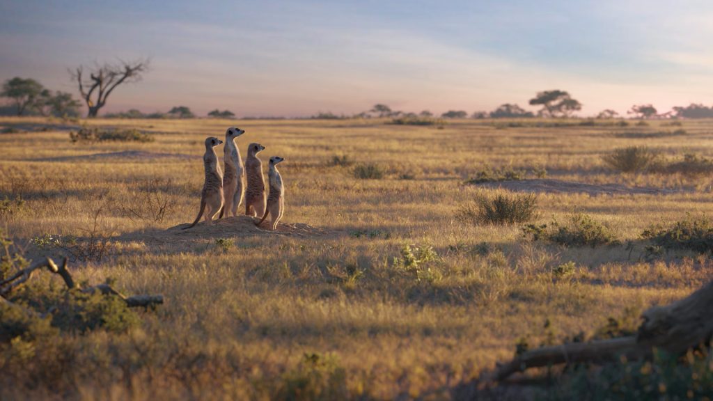 African Savannah