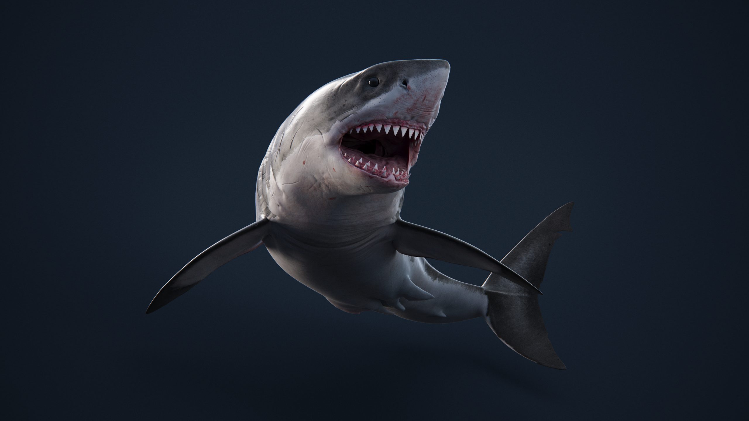Cinematic Great White Shark