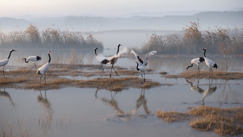 Dynamic Wetland Ecosystem Simulation Technical & Artistic Breakdown